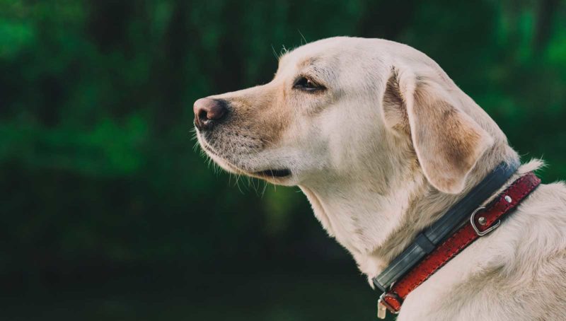 Dog friendly luxury accommodation in Cornwall