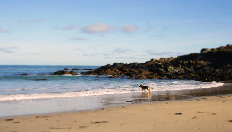 Dog Friendly Accommodation in St Ives