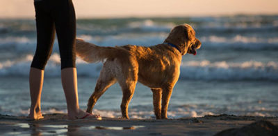 Luxury dog friendly accommodation in St Ives