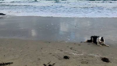Sail-Lofts-St-Ives-Dog-Friendly