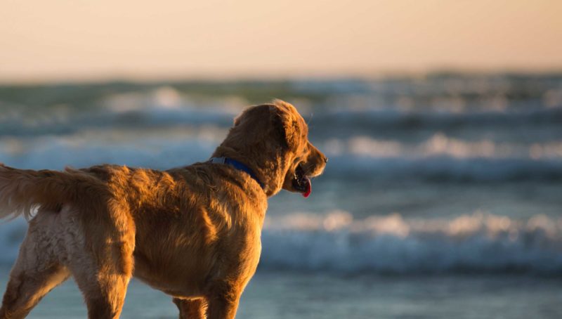 luxury dog friendly st ives cornwall