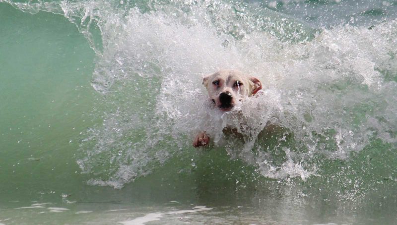 dog friendly accommodation in Cornwall