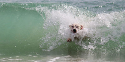 dog friendly accommodation in Cornwall