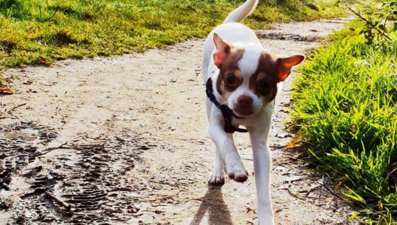 Dog Friendly Walks in Cornwall