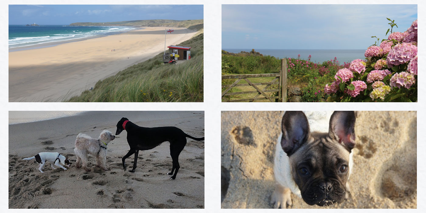 Dogs Walks around Cornwall