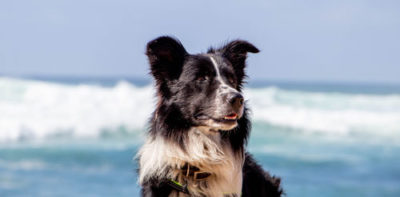 Luxury Dog Friendly Holiday in St Ives, Cornwall
