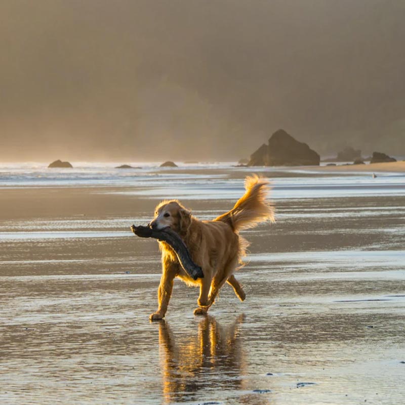 Dog Friendly St Ives Beach Walking