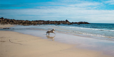 dog friendly beaches cornwall