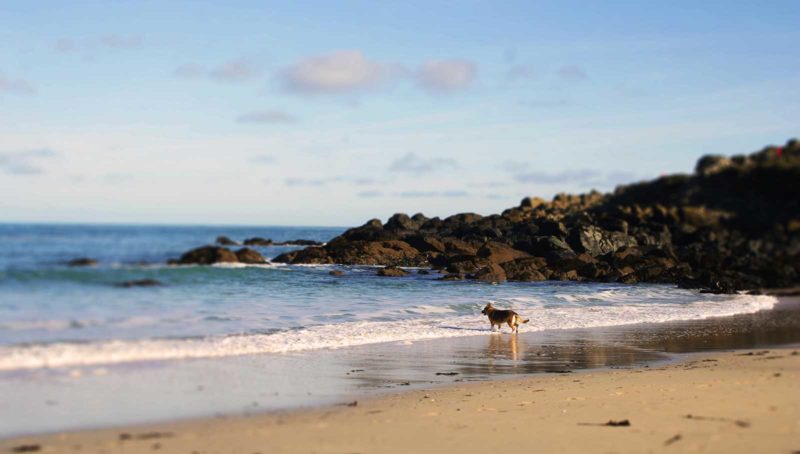 dog on the beach summer st ives