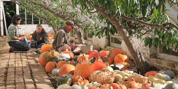 Pumpkin Harvest Lost Gardens of Heligan