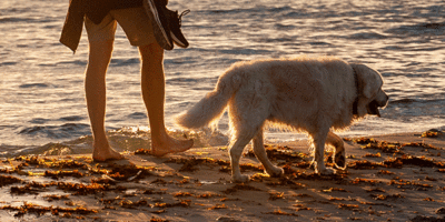 Evening_Stroll_On_Beach_Man_and_Dog